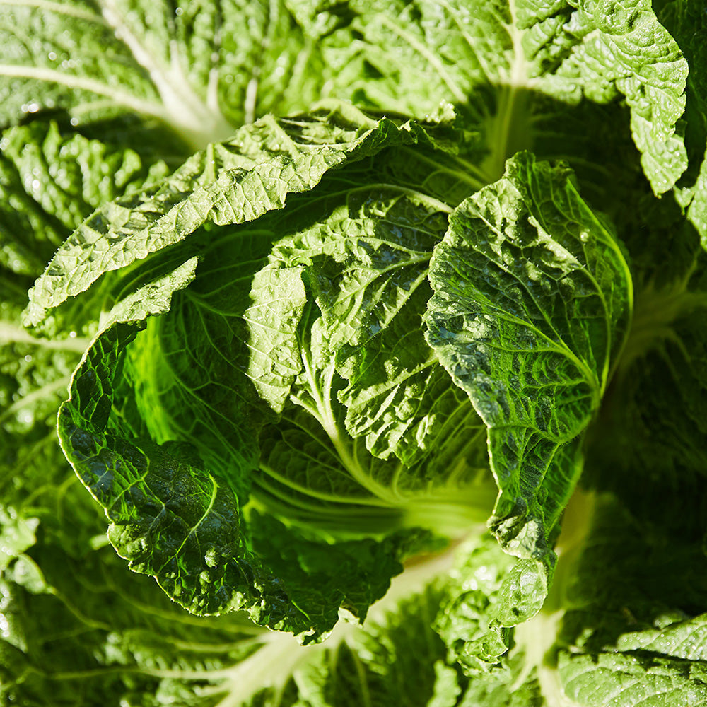 VOESH Korean Napa Cabbage Baechu