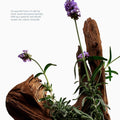 Exfoliating Body Wash Hinoki & Lavanda - Sugar Scrub with Plant-Derived AHAs