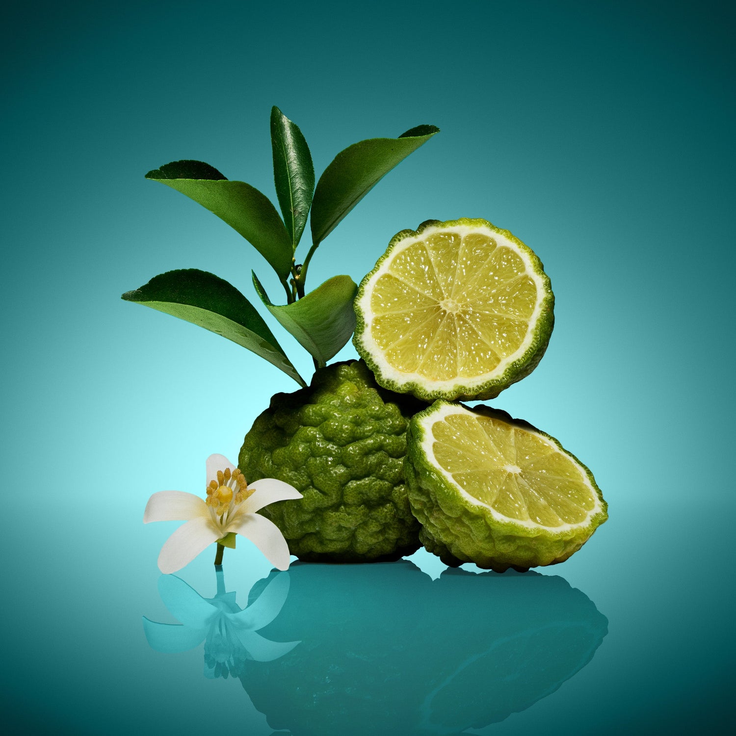 By Scent